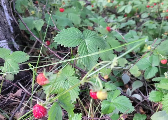 Ferienhaus Cisza I - Dom Na Wylacznosc, Prywatny Las, 2 Pokoje, Polanica Zdroj *